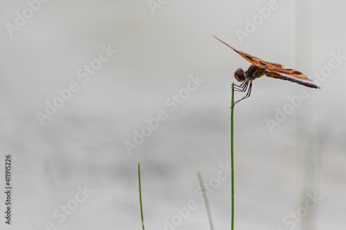 Close up of a dragonfly on a branch
