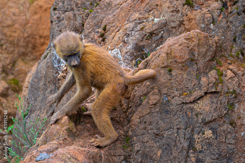 Monkey climing the rock wall at Cabárceno Park (Cantabria, Spain)