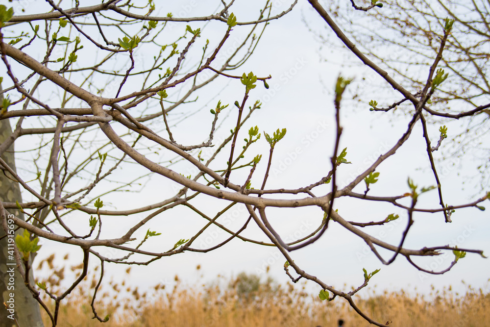 Thin branches of a tree with tender shoots. Beginning of spring. Stock ...