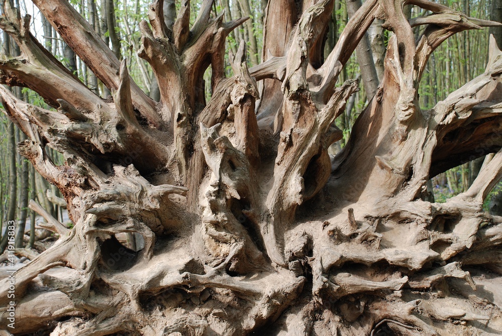 Twisted exposed roots of a fallen tree in Kent, England. Twisted exposed roots of a fallen tree in Kent, England.