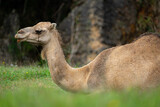 Camel sitting in grass