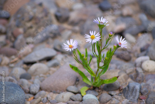 Daisies growing out of rocks photo