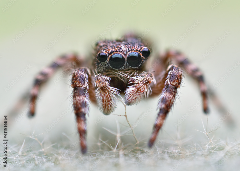 Close-up of Evarcha falcata jumping spider Close-up of Evarcha falcata jumping spider