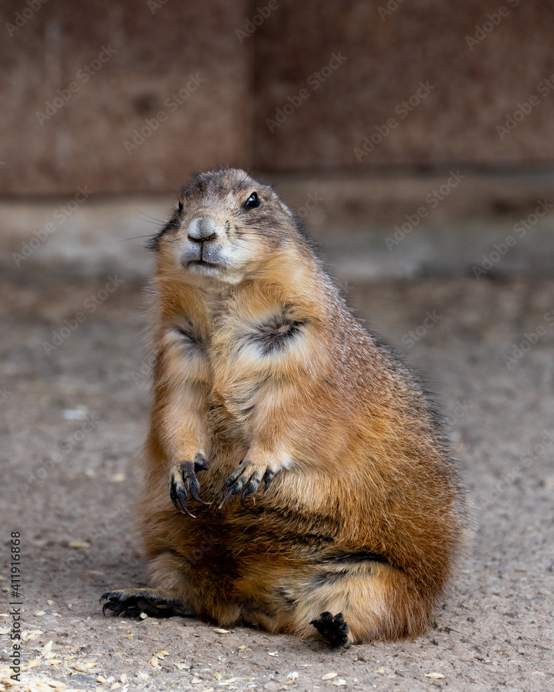 Angry Groundhog disapointed meme Angry Groundhog disapointed meme