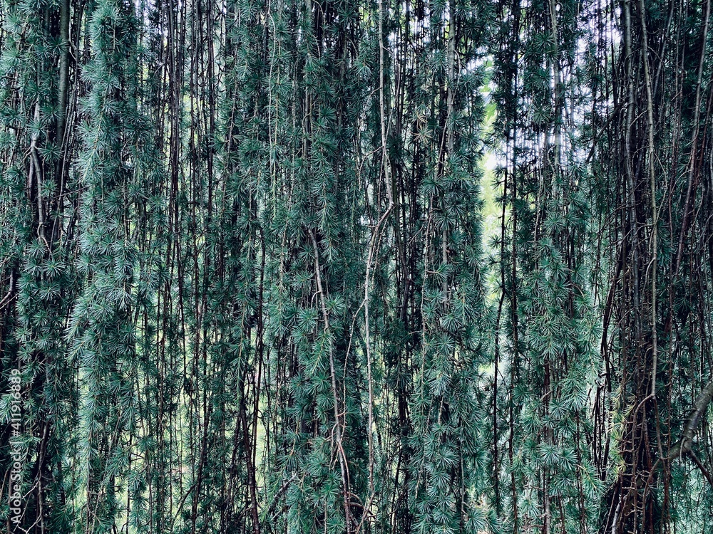 Obraz premium Fur pine need.e background