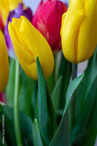 Tulips. Colorful tulips. Yellow flower. Close-up