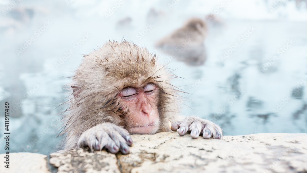 Obraz premium Portrait of sleeping Snow monkey sitting in a hot spring, Japan.