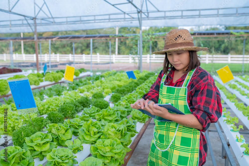 Obraz premium Asian farmer woman working at the salad farm,Planting Organic hydroponic vegetable for small business
