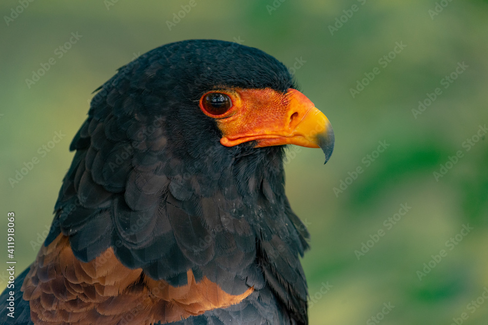 Bateleur or Terathopius ecaudatus in profile Bateleur or Terathopius ecaudatus in profile