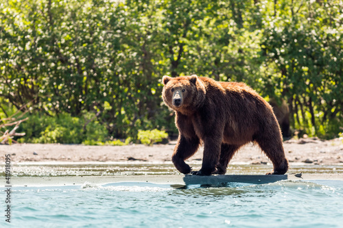 Brown bear or Ursus arctos beringianus fishing in the Kurile lake. Kamchatka Peninsula, Russia