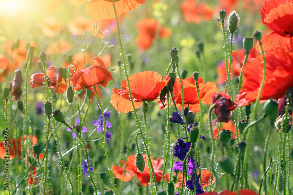 Obraz premium red poppies wildflowers spring season nature background