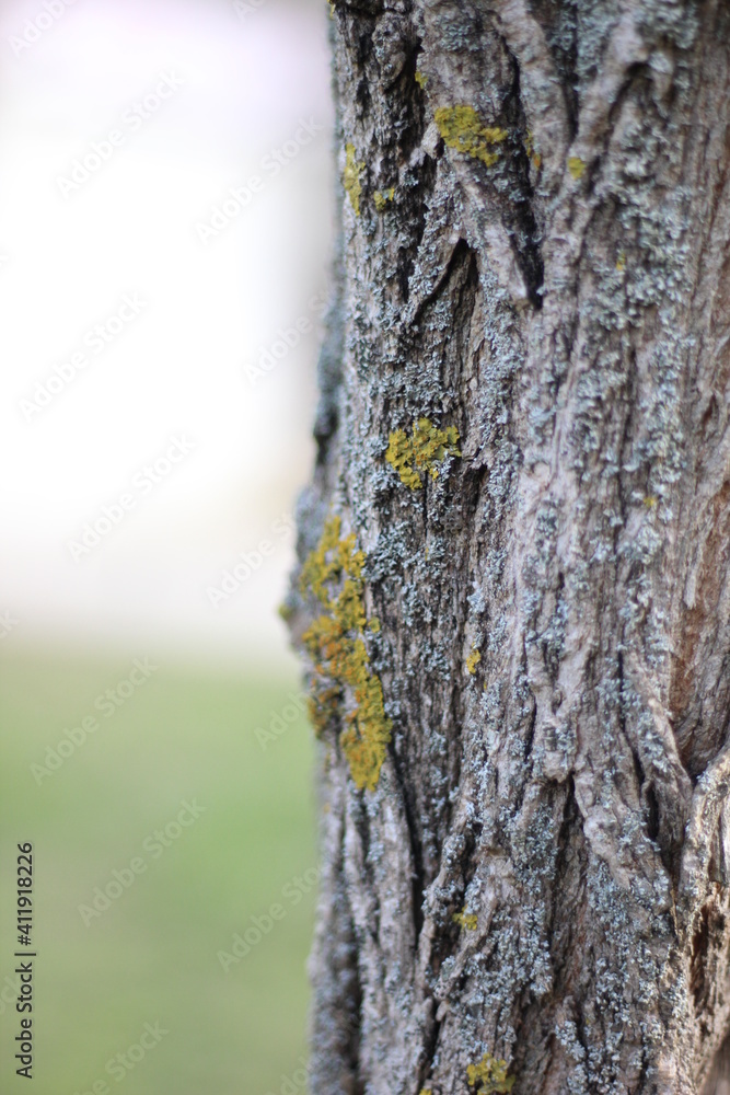 Trees in the park of the southern city. Black Sea. Trees in the park of the southern city. Black Sea.