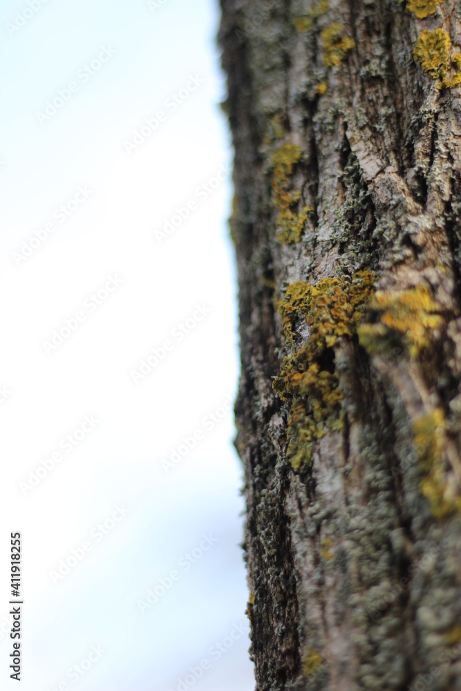 Trees in the park of the southern city. Black Sea. Trees in the park of the southern city. Black Sea.