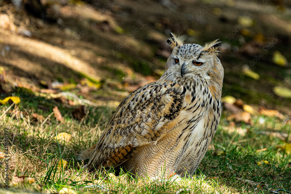 Bubo bubo owl, standing in the grass at Cabárceno Park (Cantabria, Spain) Bubo bubo owl, standing in the grass at Cabárceno Park (Cantabria, Spain)