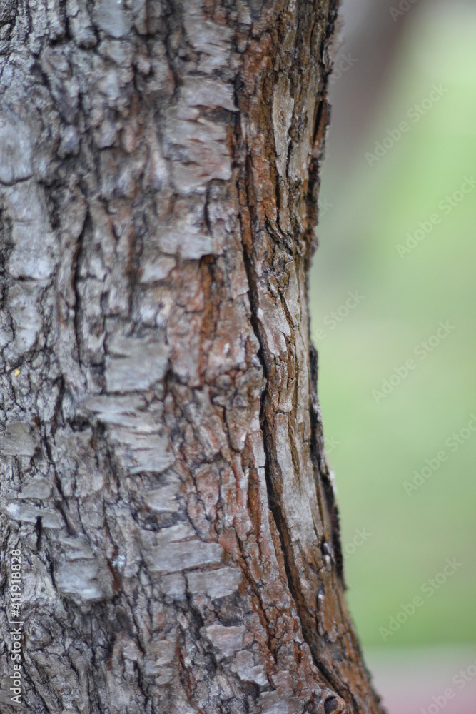 Trees in the park of the southern city. Black Sea. Trees in the park of the southern city. Black Sea.