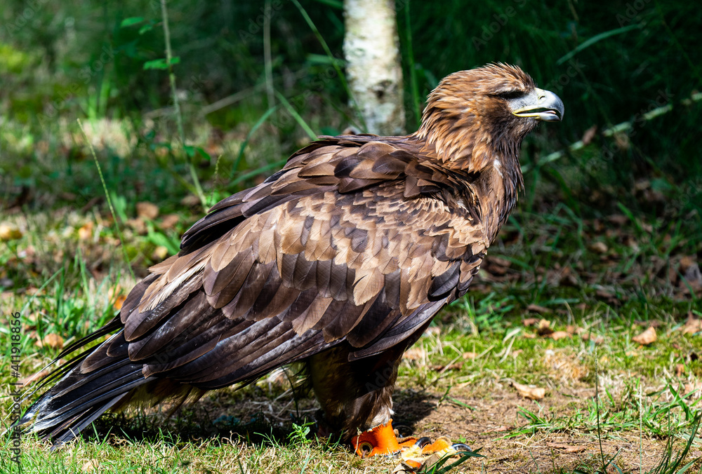 Young Golden Eagle portrait silhouette brown and black Young Golden Eagle portrait silhouette brown and black