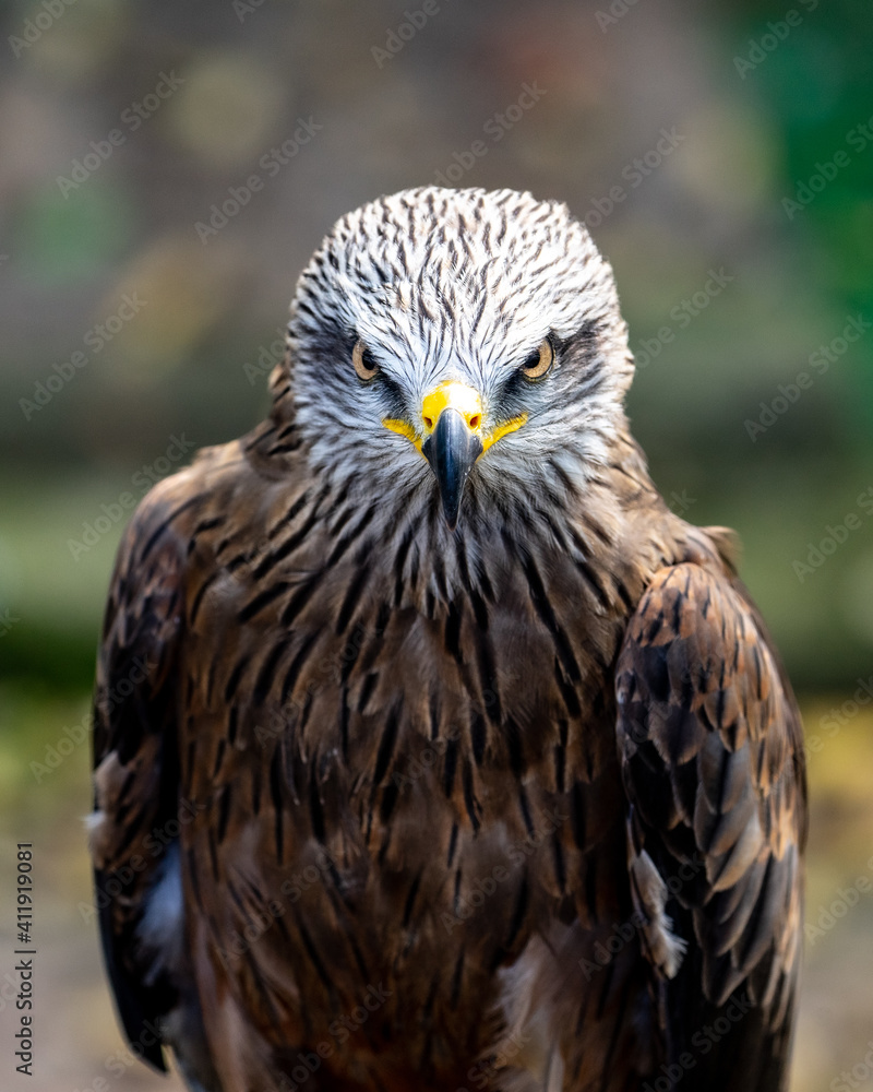 Black kite or black milanus Milvus migrans looking in front Black kite or black milanus Milvus migrans looking in front