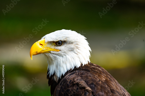 Bald Eagle in profile looking