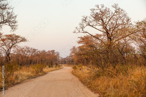 The dirt roads of the Krugetr park in the early morning sunrise. 