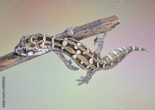 Viper gecko with fruit fly