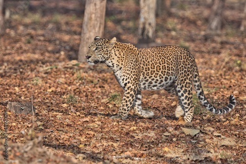 Leopard at Kabini, Nagarhole National Park, Karnataka, India
