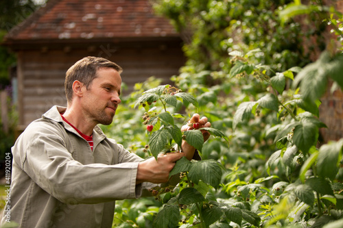 Man inspecting raspberry plant in backyard garden