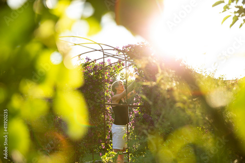 Woman pruning flowers owing on trellis in sunny garden