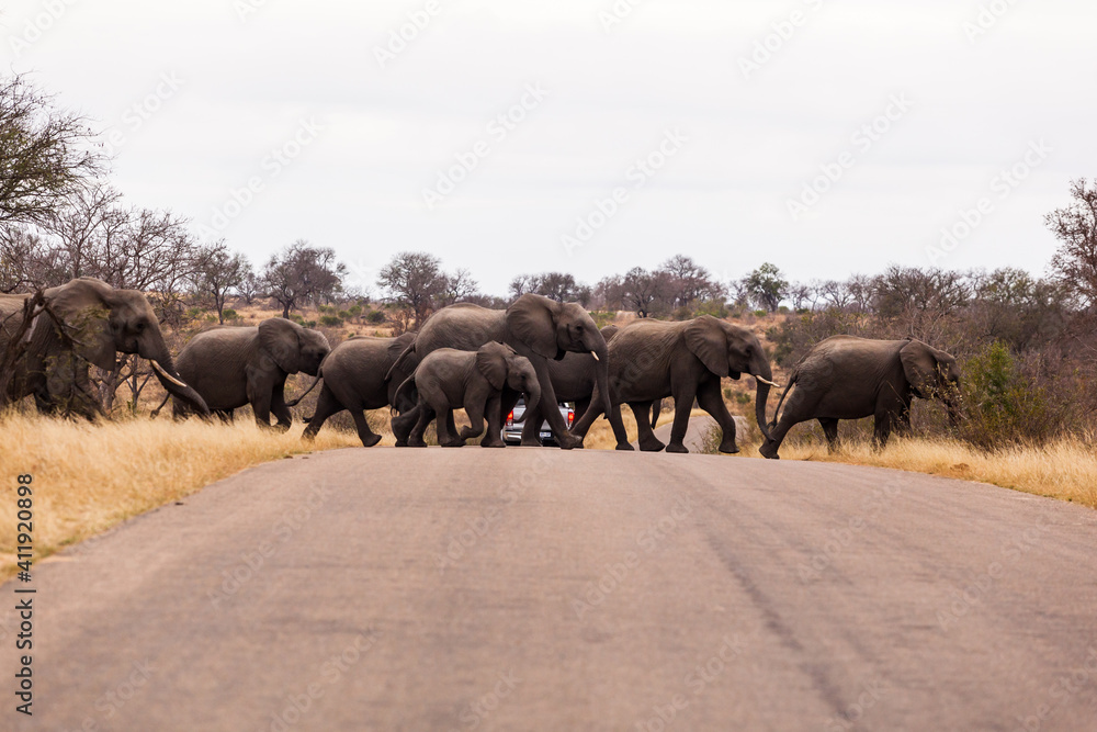 A large herd of elephants cross the road together, while protecting the calf elephants, in the Kruger national park, South Africa. - obrazy, fototapety, plakaty 