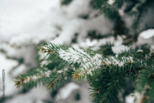 Close up of fir tree branch covered with snow in winter forest. Real winter and Christmas background