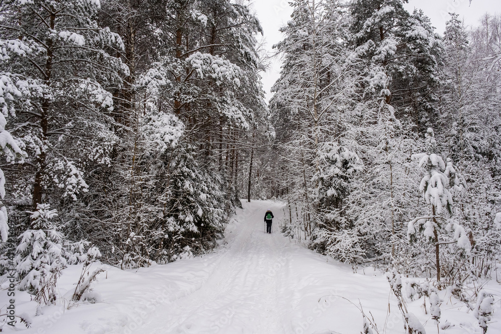 A woman with Scandinavian sticks walks along a snow-covered forest road on a frosty day. A woman with Scandinavian sticks walks along a snow-covered forest road on a frosty day.