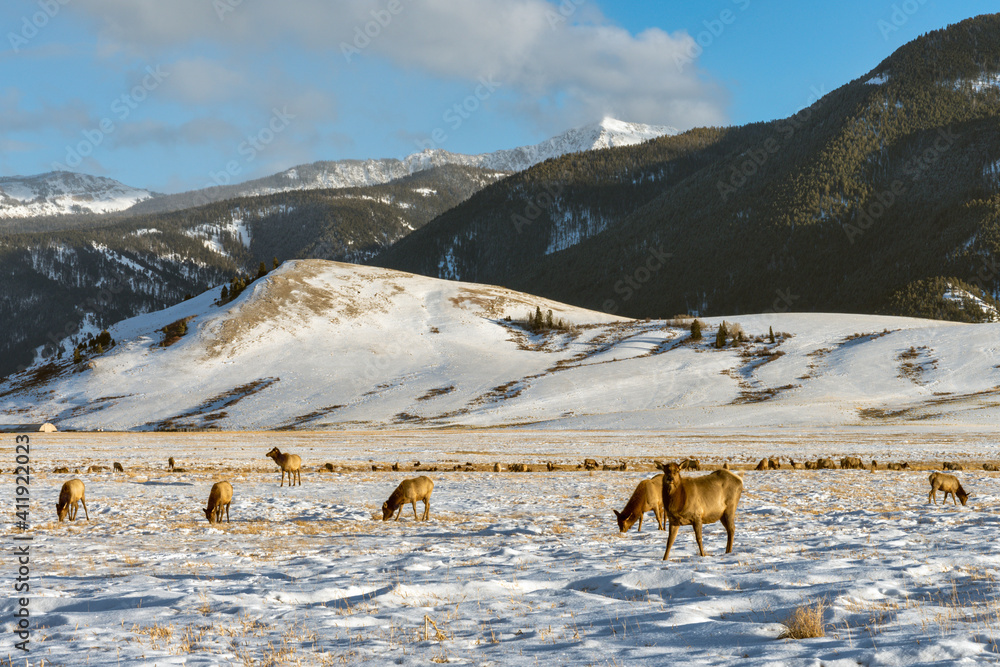 Wilk elk in Wyoming USA Wilk elk in Wyoming USA
