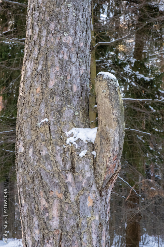 An original knot coming out of a pine tree in the shape of a phallus. An original knot coming out of a pine tree in the shape of a phallus.