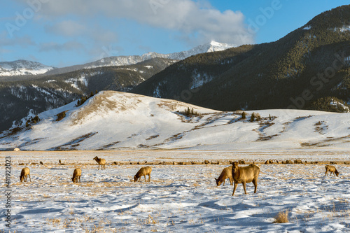 Wilk elk in Wyoming USA © skostep