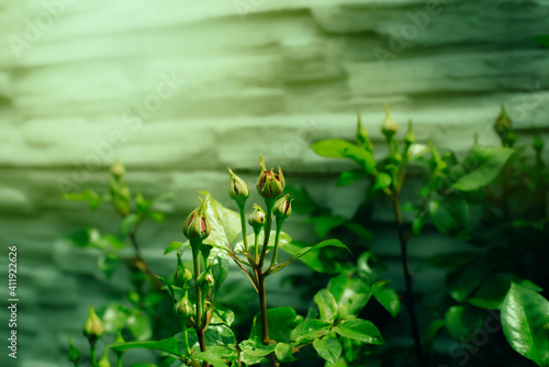 Rose bush in the garden.Summer season.High quality photo