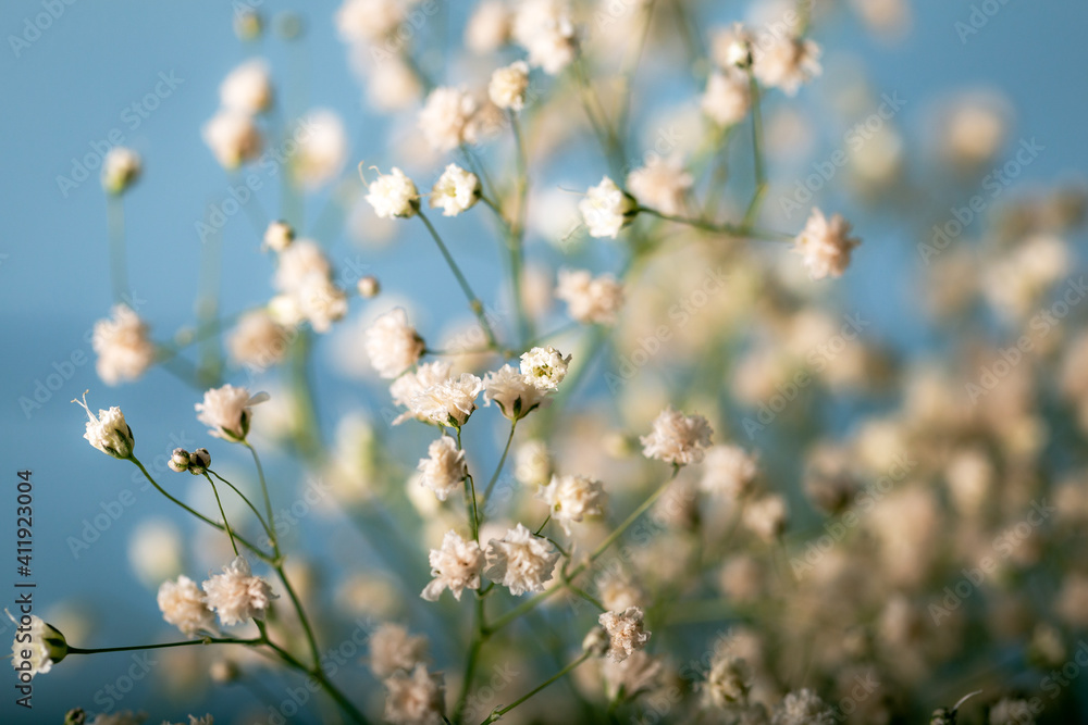 Small white flowers in front of a the blue background. Selective focus. Small white flowers in front of a the blue background. Selective focus.