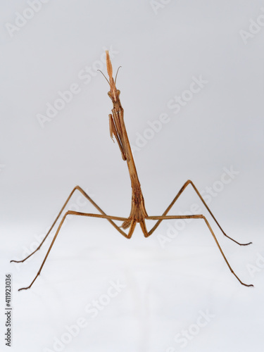 Wallpaper Mural Hypsicorypha gracillis macro isolated on white background Torontodigital.ca