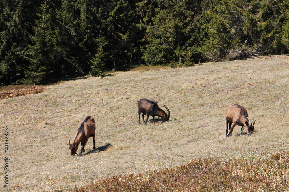 Pasture under Main ridge of Mala Fatra mountains near Suchy peak, Slovakia