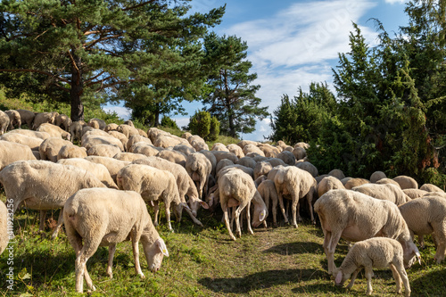 Weideschafe im Schwarzwald  Schafe auf Weide