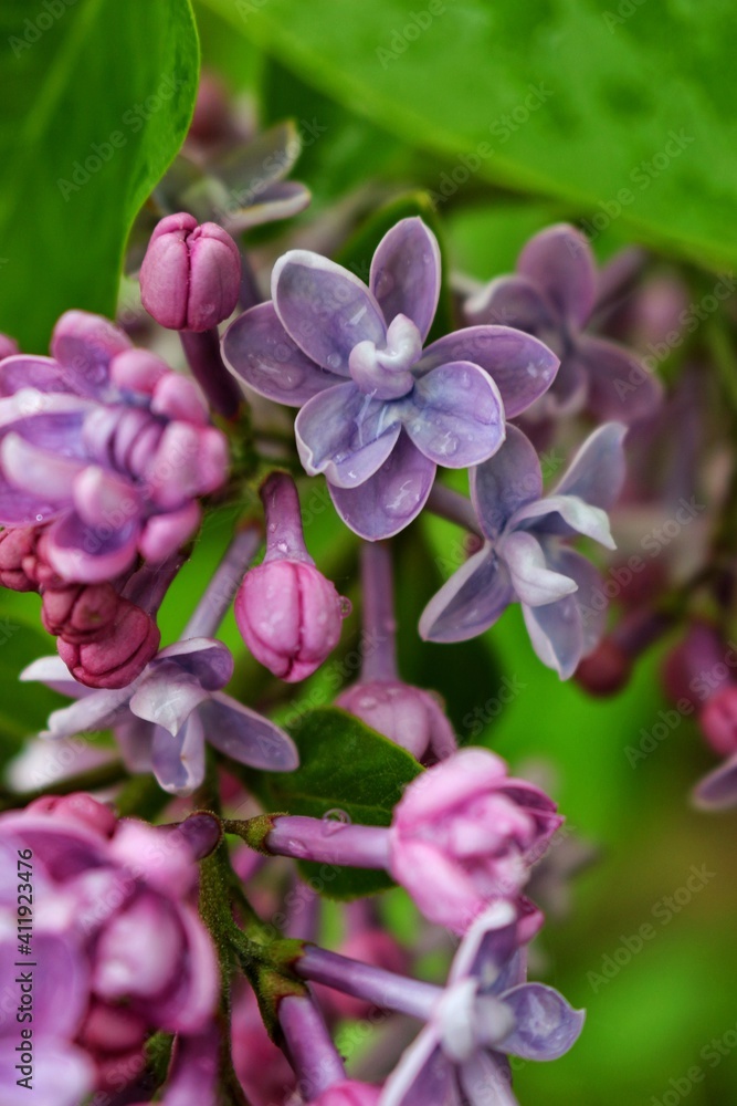 purple flowers