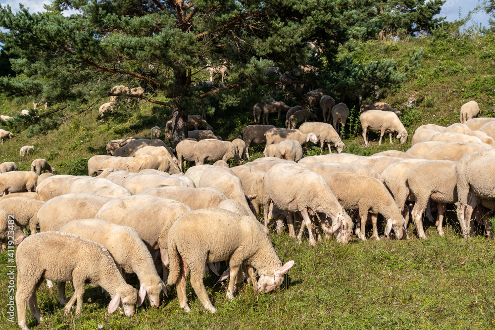 Weideschafe im Schwarzwald, Schafe auf Weide Weideschafe im Schwarzwald, Schafe auf Weide