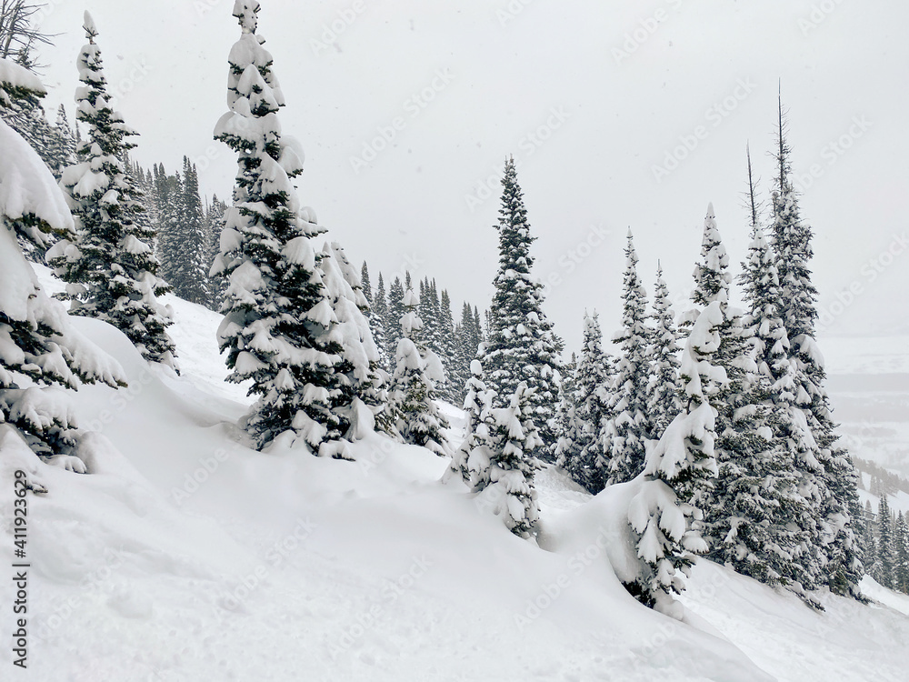 Fototapeta premium Winter snow in tree forest
