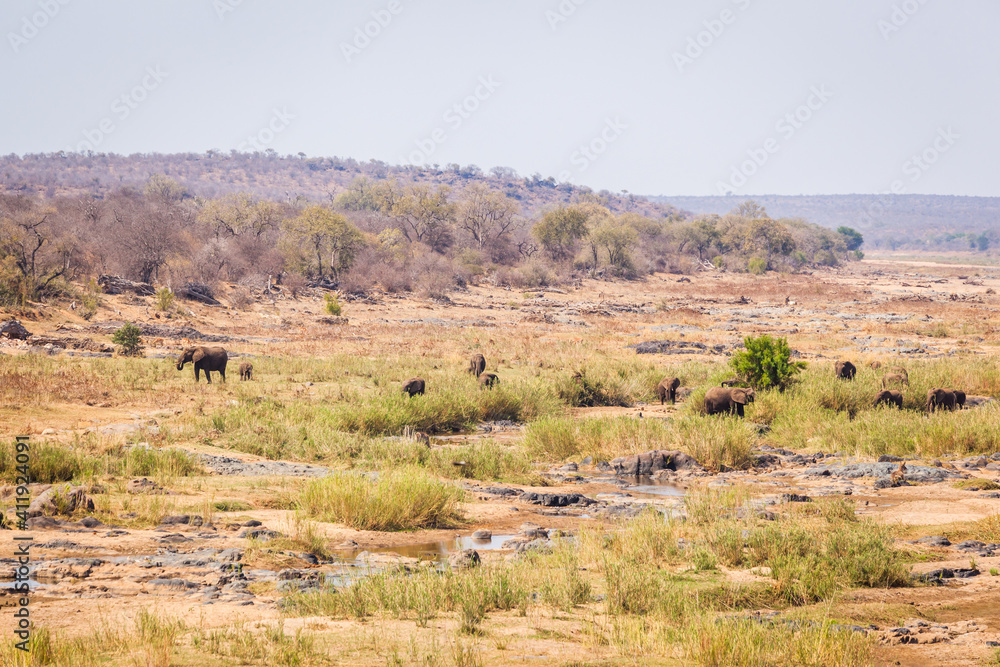 A herd of Elephants graze slowly in the riverbed of the Olifants river. Kruger park, South Africa. A herd of Elephants graze slowly in the riverbed of the Olifants river. Kruger park, South Africa.