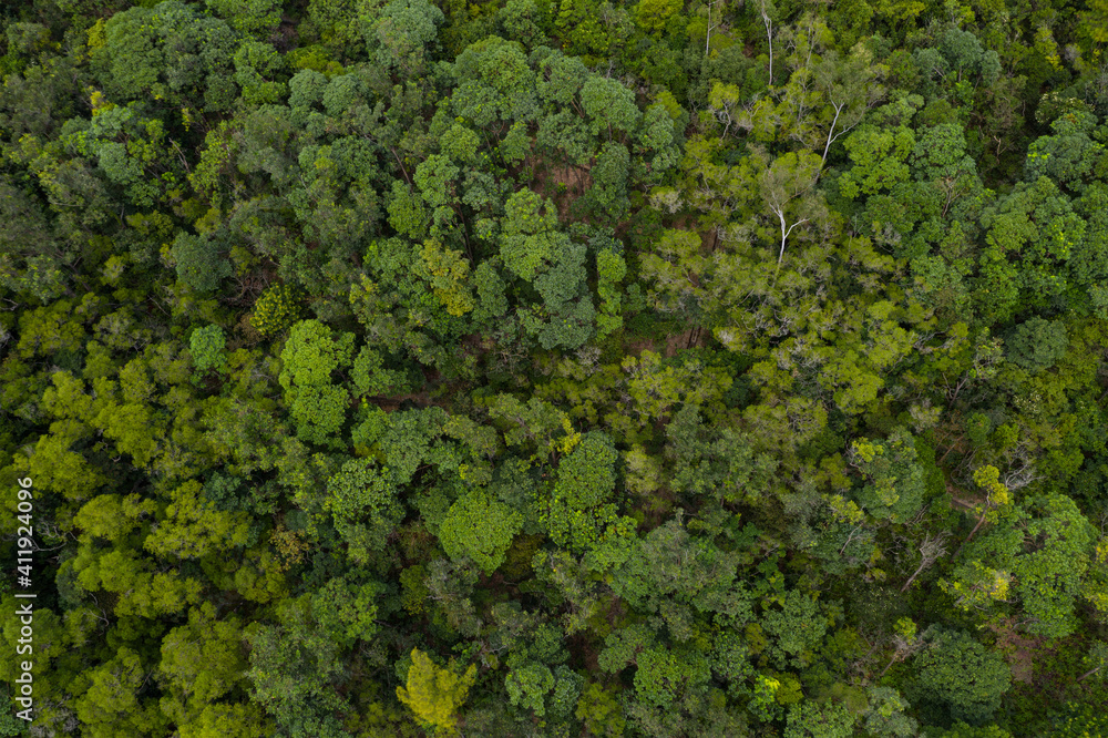 Top view of the lush green plant on mountain