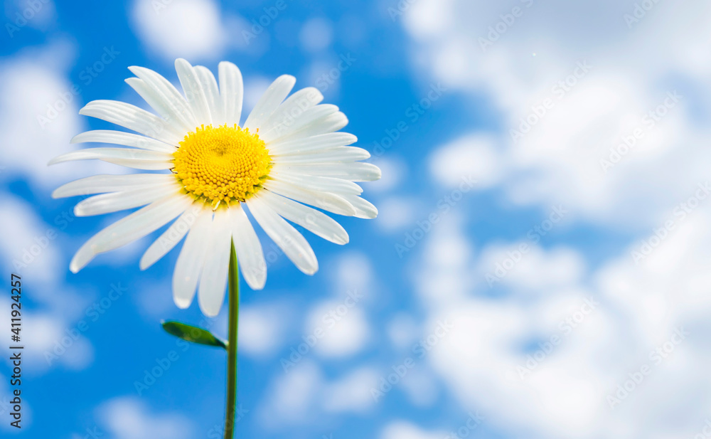 Chamomile flower on a background of blue sky with clouds. Chamomile flower on a background of blue sky with clouds.