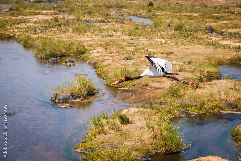 Saddle billed stork in flight across the Olifants river, Kruger national park, South Africa. Saddle billed stork in flight across the Olifants river, Kruger national park, South Africa.