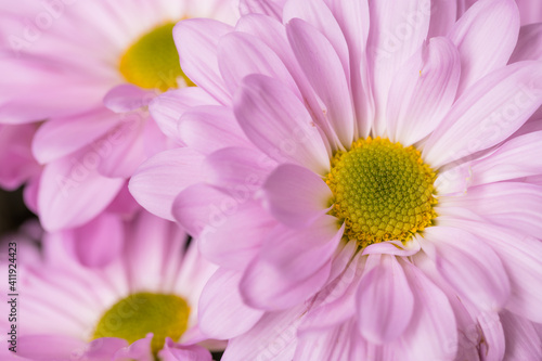 Close up of purple daisy flower
