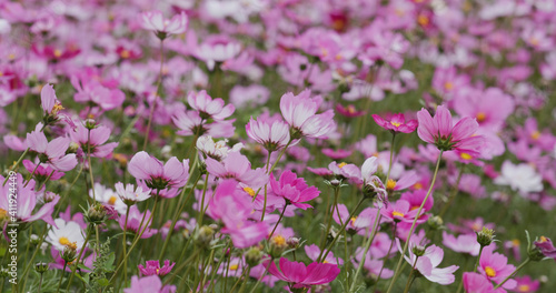 Cosmos flower garden farm meadow © leungchopan