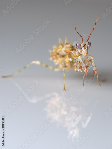 Pseudocreobotra wahlbergii flower mantis isolated on natural background 