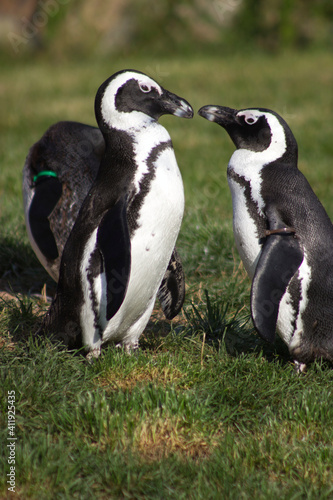 Pinguinpaar