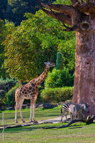 Giraffenfütterung Zo